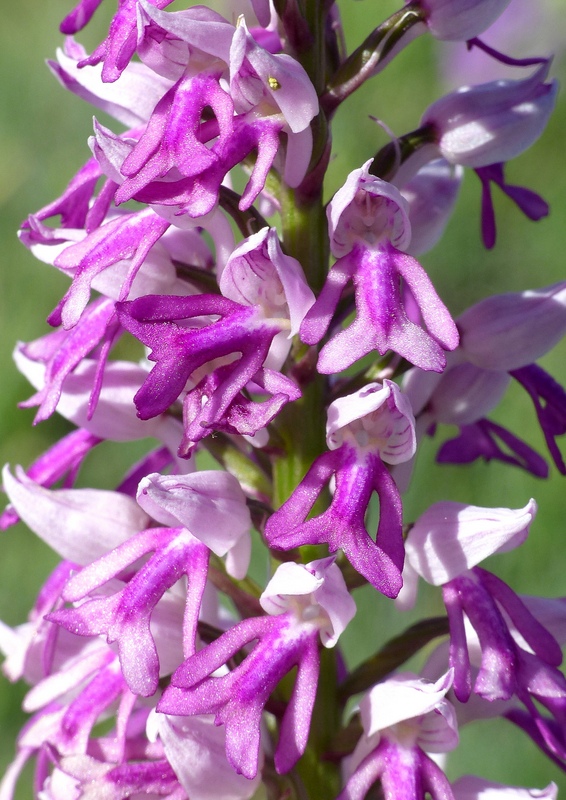 Orchis militaris, Orchis purpurea, Orchis x hybrida  Preappennino aquilano -  2022.